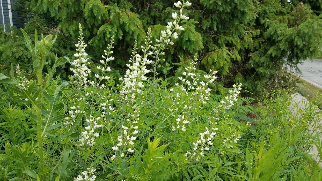 White False Indigo (Baptisia alba) 2x2x3" Pot