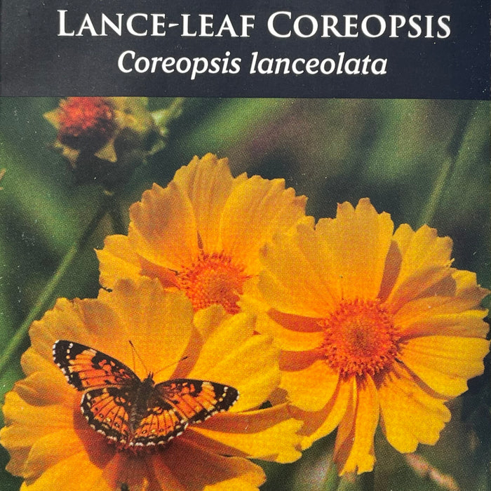 Seed Pack - Lance-leaf Coreopsis (Coreopsis lanceolata)