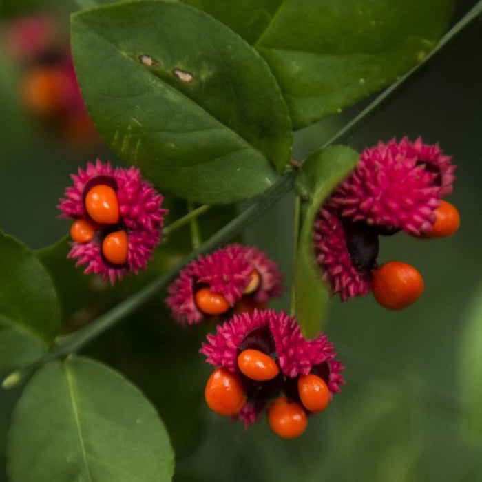 American Strawberry Bush (Euonymus americanus) BARE ROOT