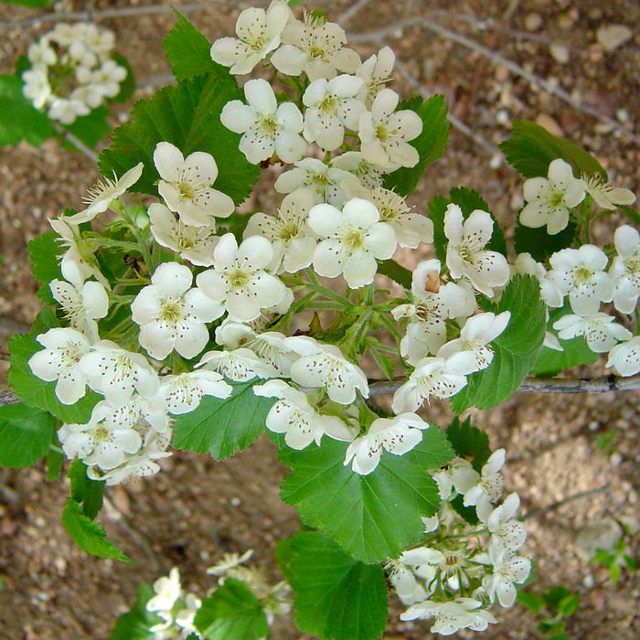 Downy Hawthorn (Crataegus mollis)