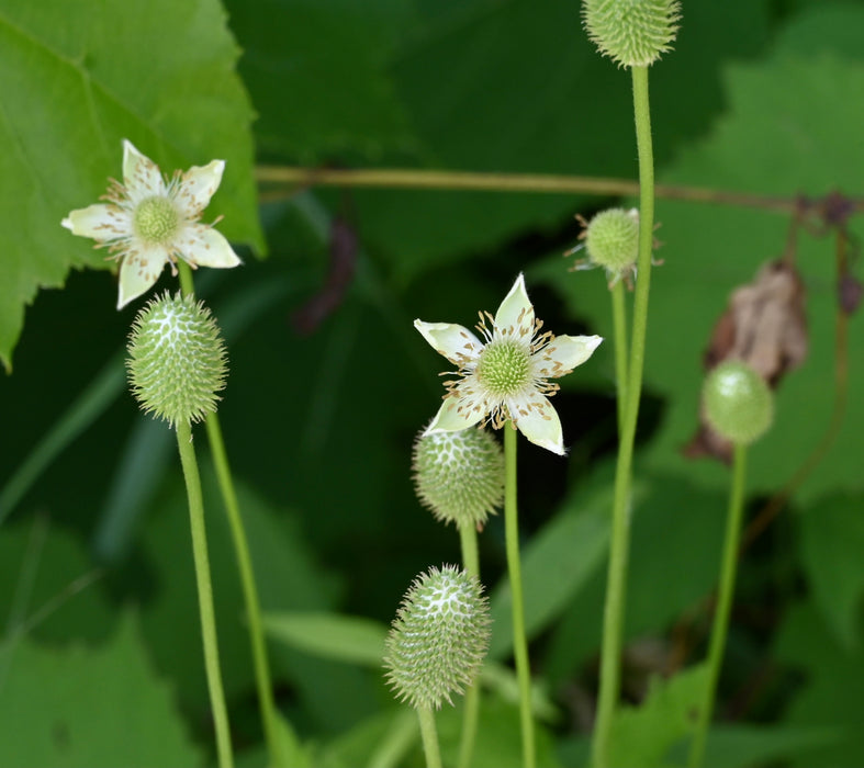 Seed Pack - Tall Thimbleweed (Anemone virginiana)