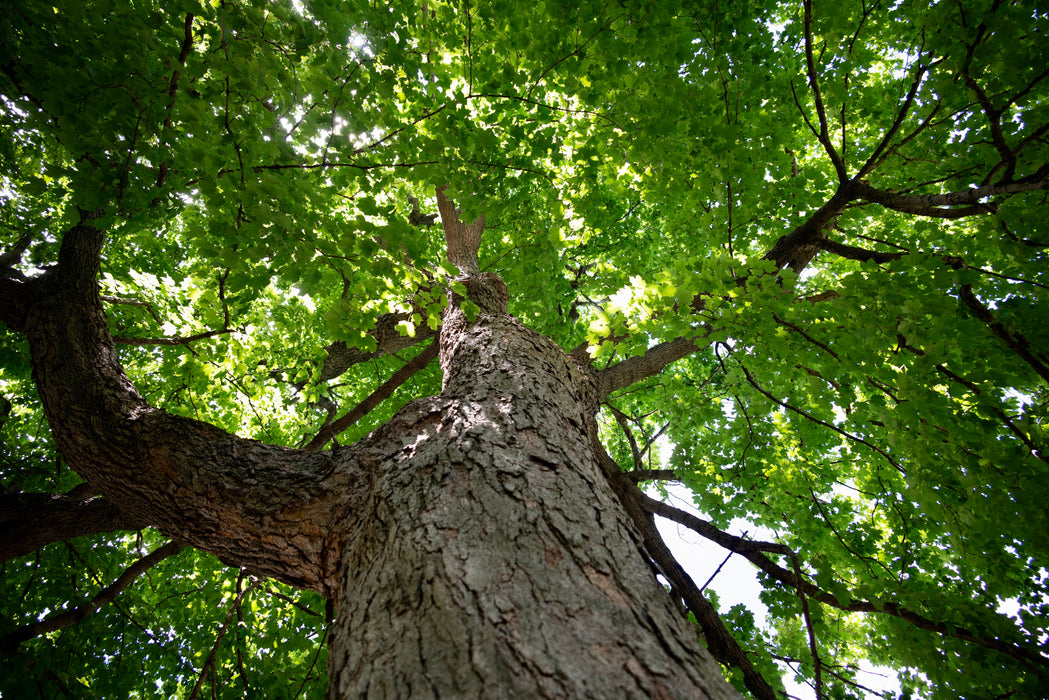 Red Maple (Acer Rubrum)