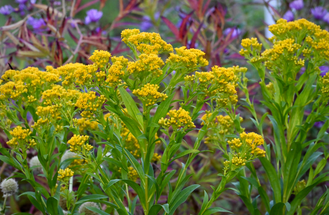 Riddell's Goldenrod (Oligoneuron riddellii) 2x2x3" Pot