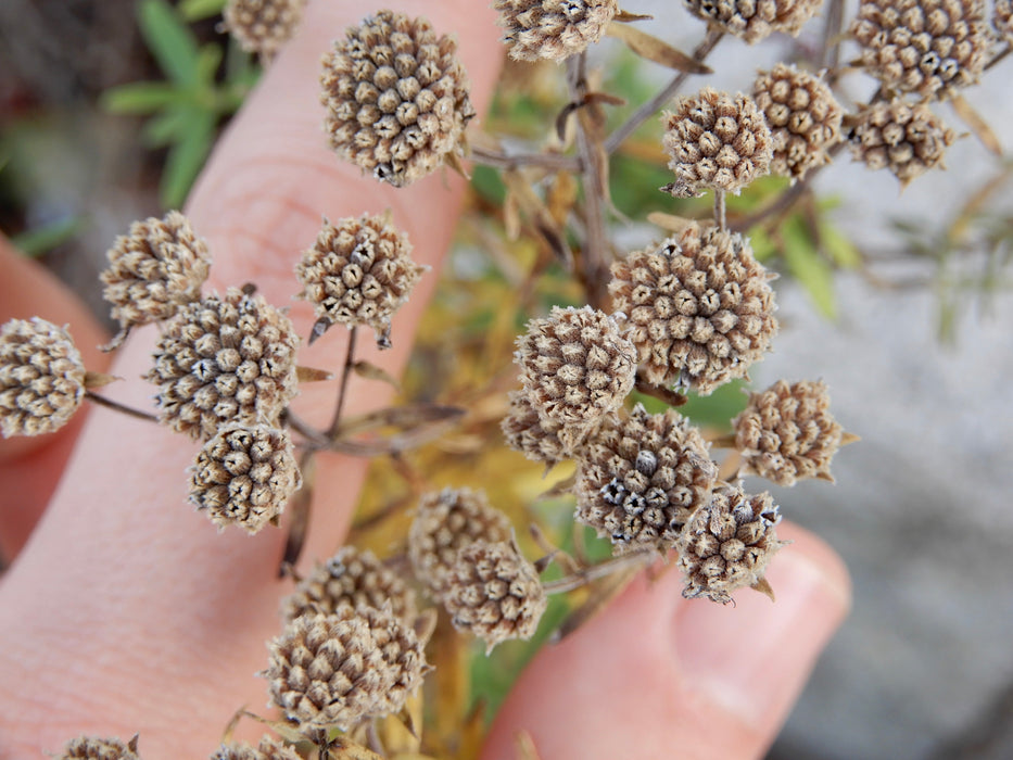 Common Mountain Mint (Pycnanthemum virginianum) 1 GAL