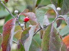 Flowering Dogwood (Cornus florida)