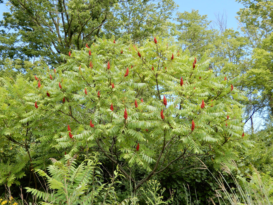 Staghorn Sumac (Rhus typhina)