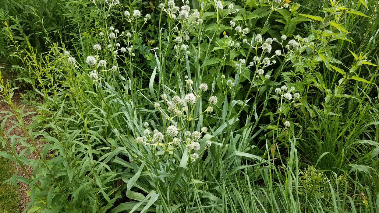 Rattlesnake Master (Eryngium yuccifolium) 2x2x3" Pot