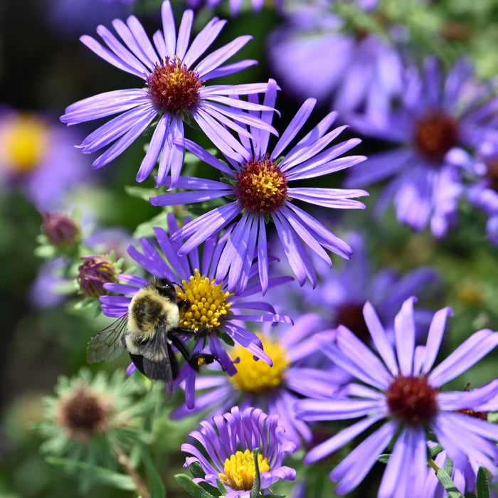 Seed Pack - Aromatic Aster (Symphyotrichum ablongifolium)