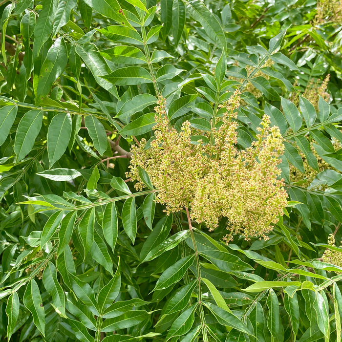 Flameleaf Sumac (Rhus copallina)