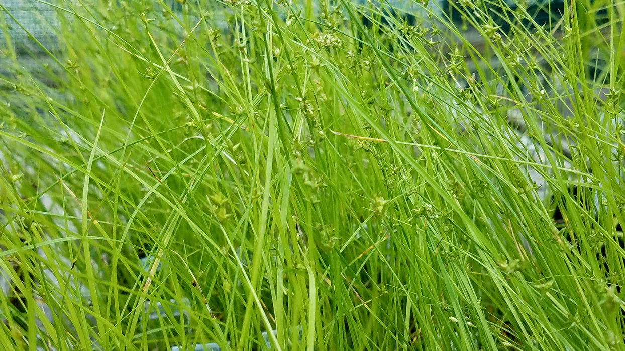 Star Sedge (Carex radiata)