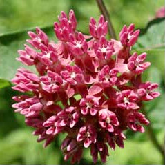Purple Milkweed (Asclepias purpurascens) 2x2x3" Pot