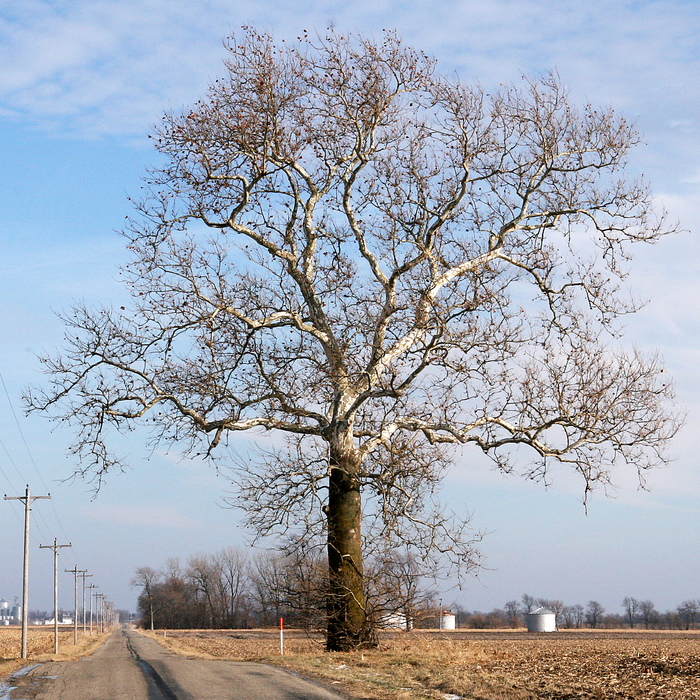 American Sycamore (Platanus occidentalis)