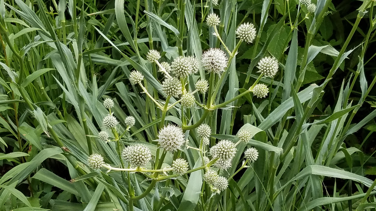 rattle snake master plant Rattlesnake Master (Eryngium yuccifolium) 1 GAL — Native Plants Unlimited LLC