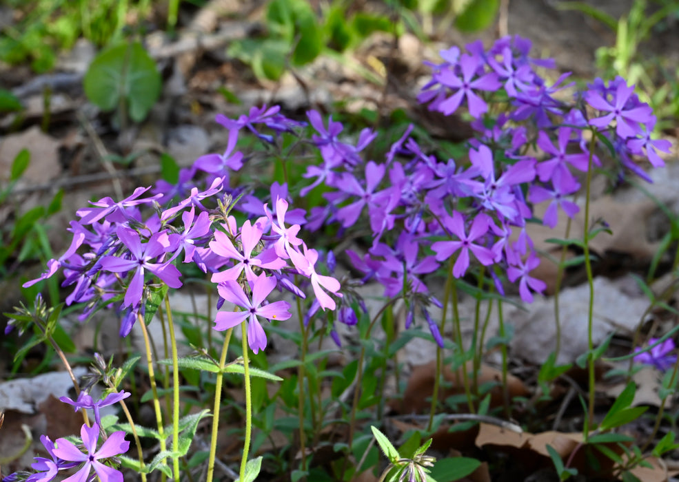Woodland Phlox (Phlox divaricata)