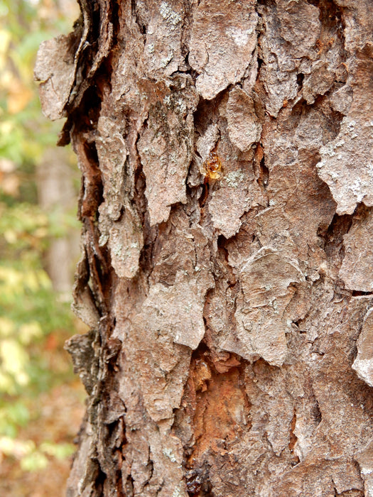 Black Cherry (Prunus serotina)