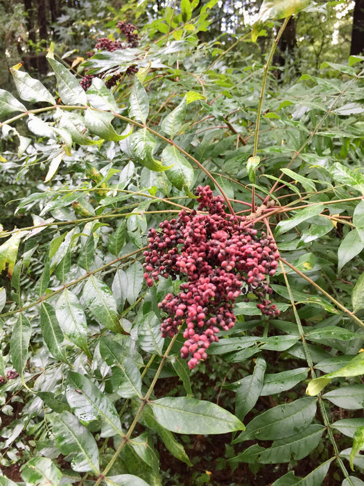 Flameleaf Sumac (Rhus copallina)