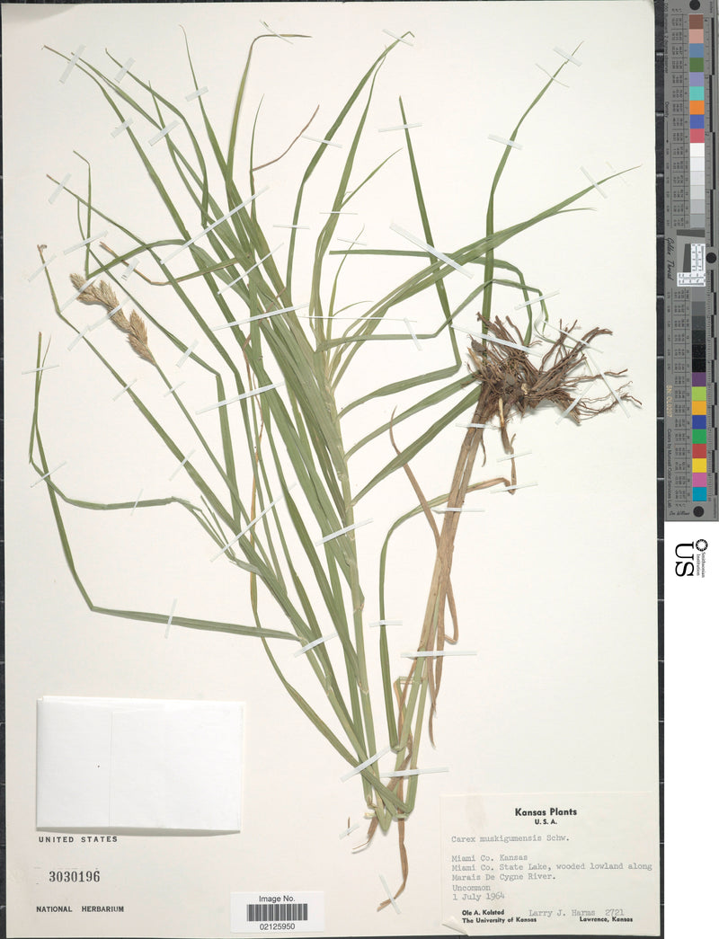 Palm Sedge (Carex muskingumensis)