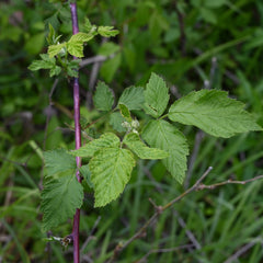 Wild Black Raspberry (Rubus occidentalis)