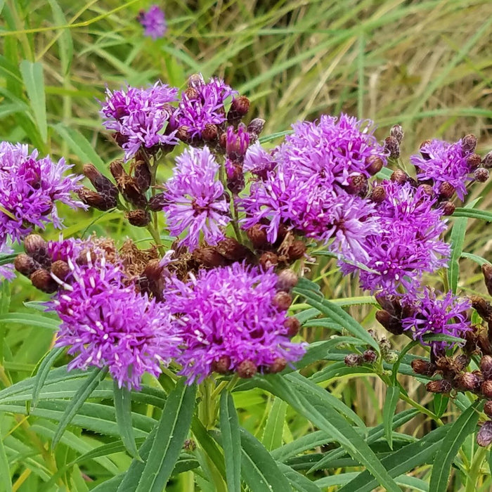 Smooth Ironweed (Vernonia fasciculata) 2x2x3" Pot