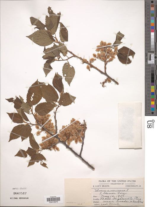 American Elm (Ulmus americana)