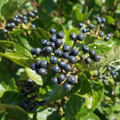 Arrowwood Viburnum (Viburnum dentatum)