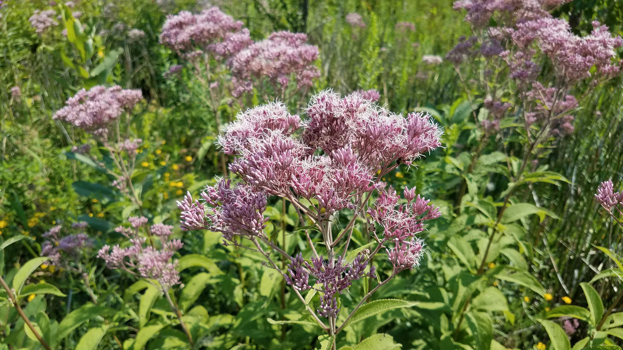 Spotted Joe-pye Weed (Eutrochium maculatum) 1 GAL