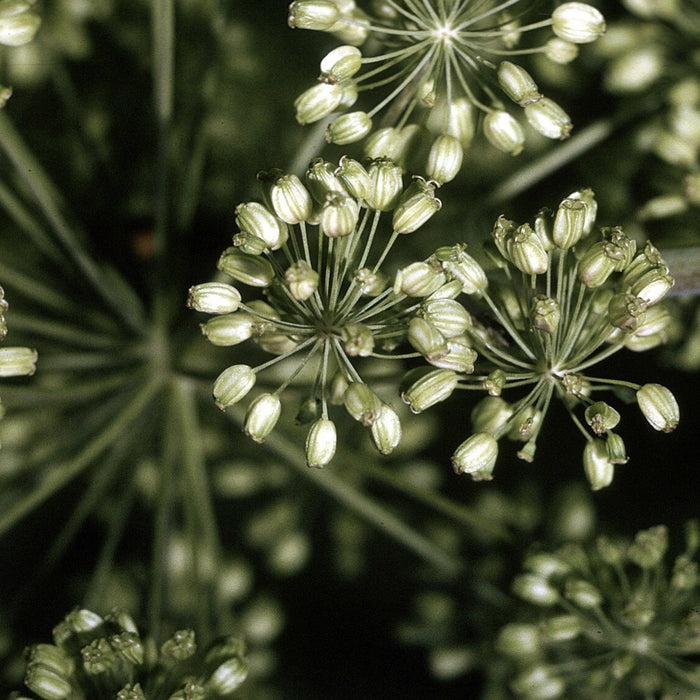 Great Angelica (Angelica atropurpurea) 2x2x3" Pot