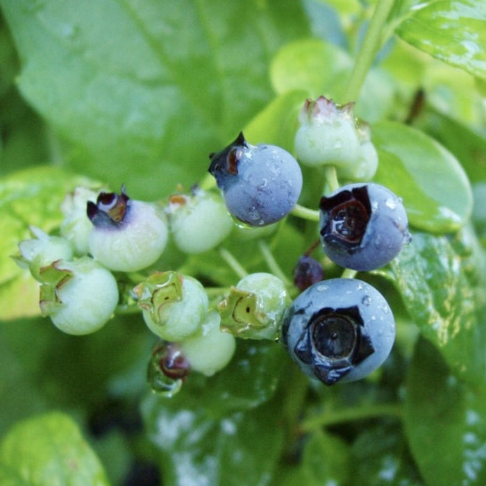 Highbush Blueberry (Vaccinium corymbosum)