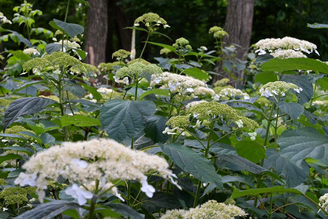 Smooth Hydrangea (Hydrangea arborescens)
