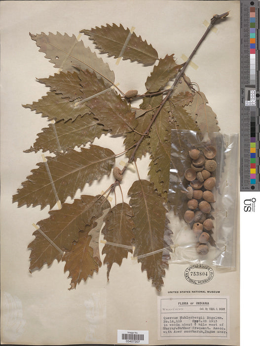 Chinquapin Oak (Quercus muehlenbergii)