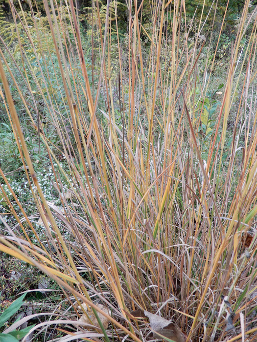 Indian Grass (Sorghastrum nutans) 2x2x3" Pot