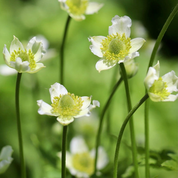 Seed Pack - Tall Thimbleweed (Anemone virginiana)