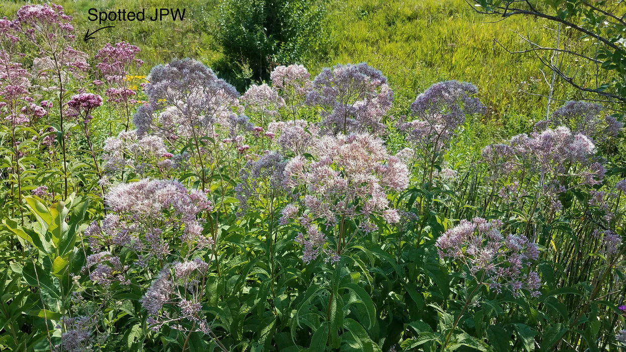 Sweet Joe-pye Weed (Eutrochium purpureum) 2x2x3" Pot