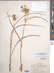 Ohio Spiderwort (Tradescantia ohiensis)