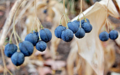 Solomon’s Seal (Polygonatum biflorum) BARE ROOT - SHIPS BEGINNING WEEK OF 12/2