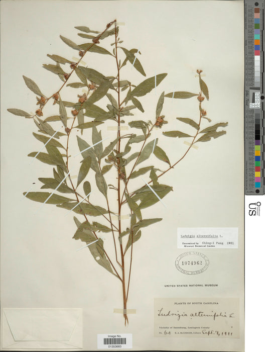 Seedbox (Ludwigia alternifolia)