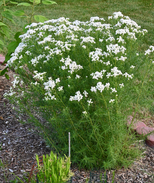 Narrowleaf Mountain Mint (Pycnanthemum tenuifolium) 2x2x3" Pot