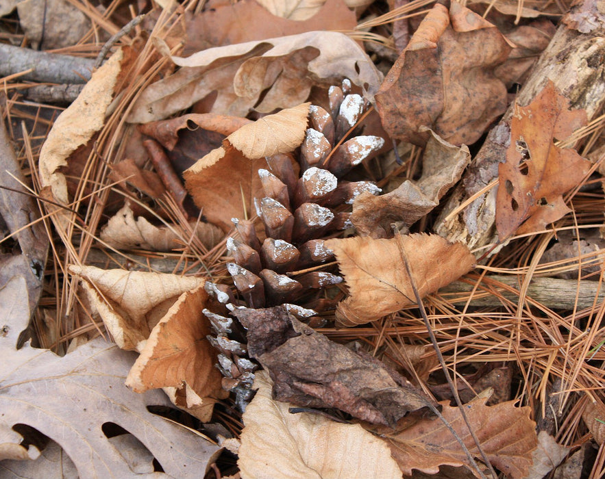 Eastern White Pine (Pinus strobus)