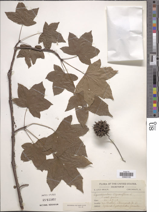 Sweetgum (Liquidambar styraciflua)