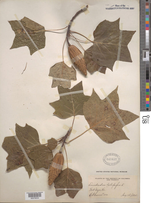 Tulip Poplar (Liriodendron tulipifera)