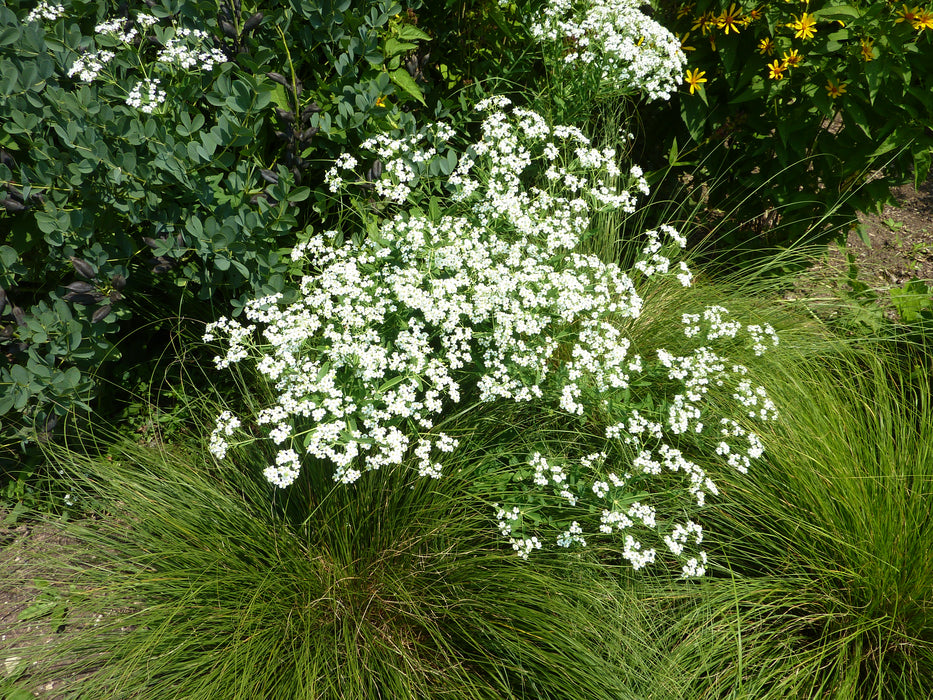 Flowering Spurge (Euphorbia corollata)