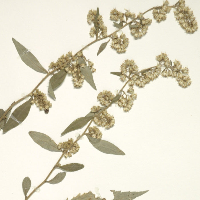 Zig-zag Goldenrod (Solidago flexicaulis)