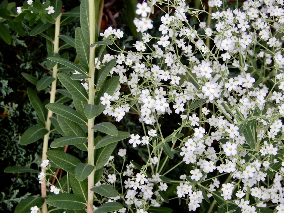Flowering Spurge (Euphorbia corollata)