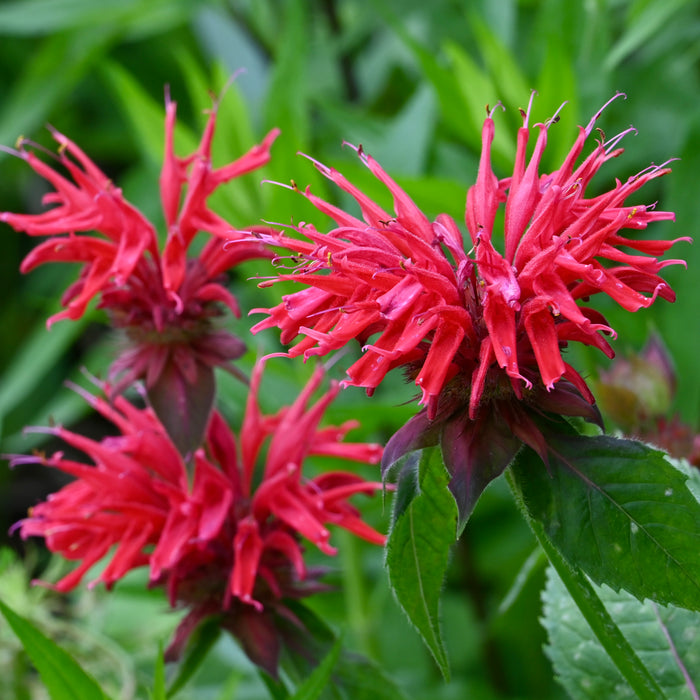 Scarlet Bee Balm (Monarda didyma)