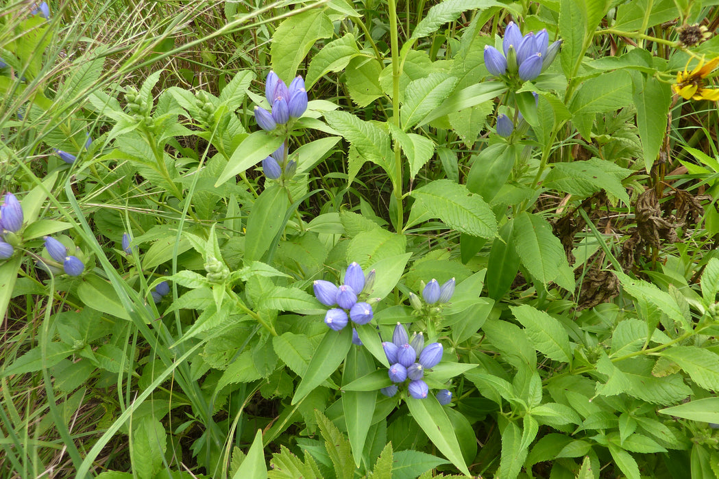 Bottle Gentian (Gentiana andrewsii)
