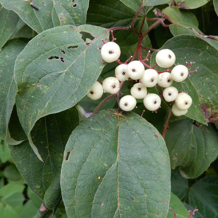 Roughleaf Dogwood (Cornus drummondii)