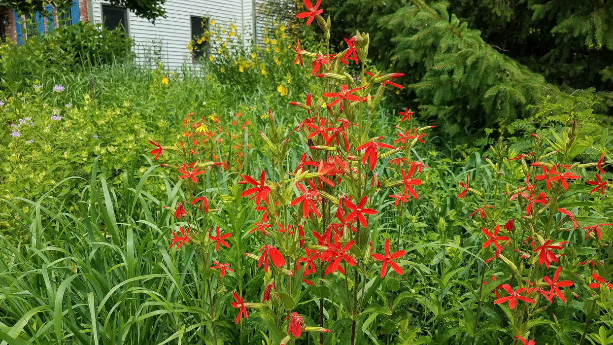 Royal Catchfly (Silene regia) 2x2x3" Pot