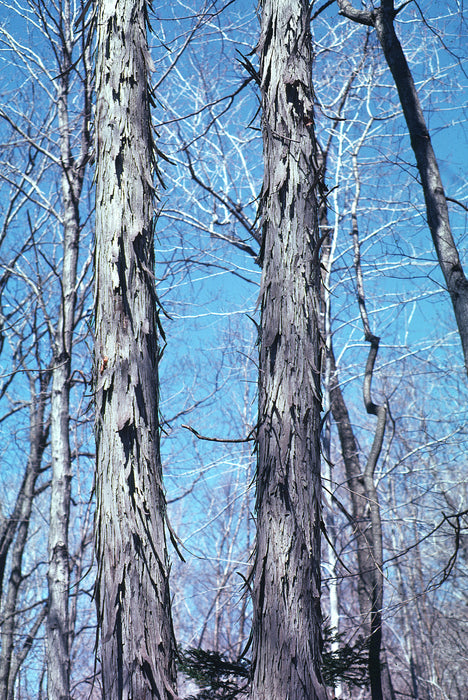 Shagbark Hickory (Carya ovata)
