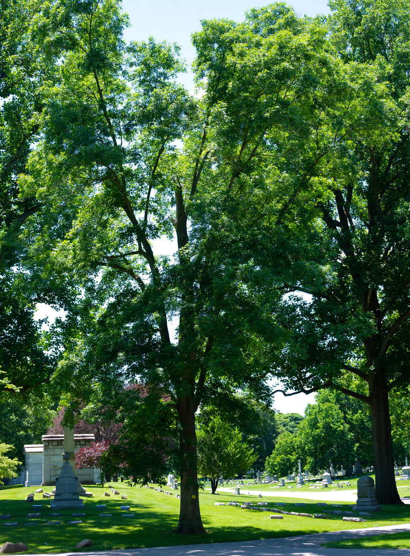 Northern Pecan (Carya illinoinensis)