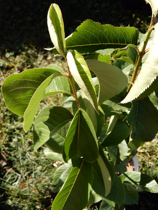Nannyberry Viburnum (Viburnum lentago)